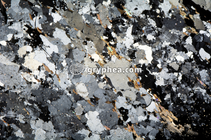 Migmatite LPA x3,5 - gryphea.com
